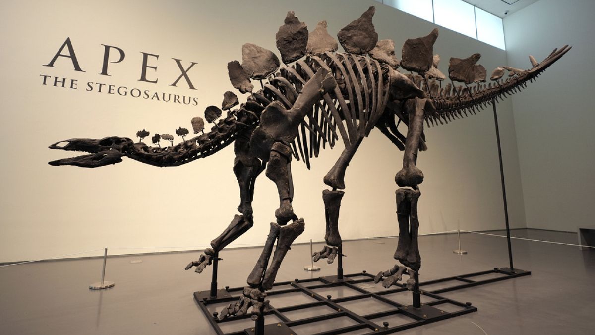 Sotheby’s’De Açey ArminMaya Çekacak 161 Milyon Yaşezidaki Stegosaurus Olağanustü