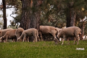 Dilan Citak Tatlises Survivor 20268217ya Katiliyor Tum Detaylar featured