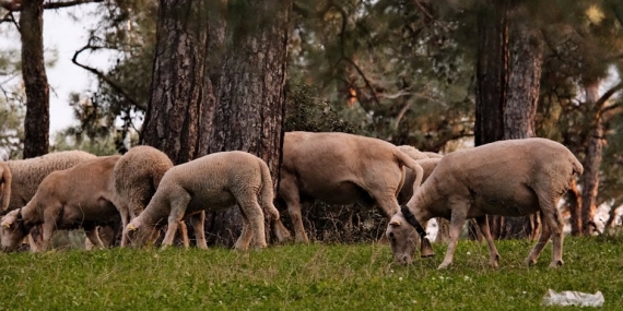 Dilan Citak Tatlises Survivor 20268217ya Katiliyor Tum Detaylar featured