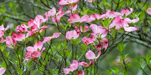 Kizilcik Serbeti 123. Bolum Fatih8217in Akibeti Netlesti featured