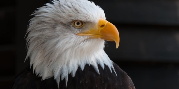 Survivor Gozde Bozkurt Kimdir Milli Sporcunun Hayati featured