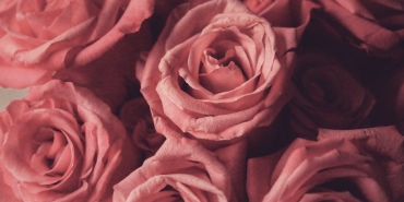 Guller ve Gunahlar 17. Bolum Fragmani Nefes Kesti featured