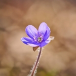 Karaciger Yuzde 90 Kayba Ragmen Kendini Onarabilen Tek Organ featured