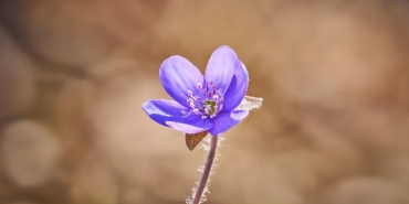 Karaciger Yuzde 90 Kayba Ragmen Kendini Onarabilen Tek Organ featured