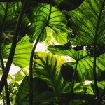 Taro Emir Tekin ve Nilsu Berfin Aktas Ask Iddialarini Guclendirdi featured