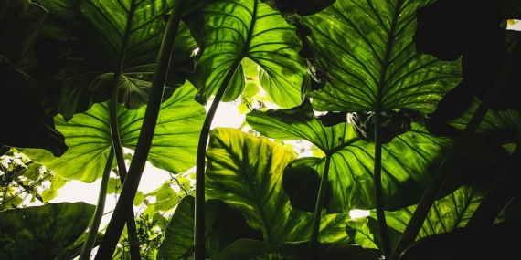 Taro Emir Tekin ve Nilsu Berfin Aktaş Aşk İddialarını Güçlendirdi