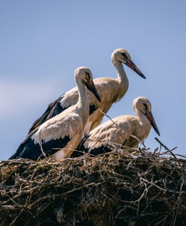 Yaren Leylek Geri Dondu Beyaz8217siz Yeni Hayatinda Joker Surprizi featured